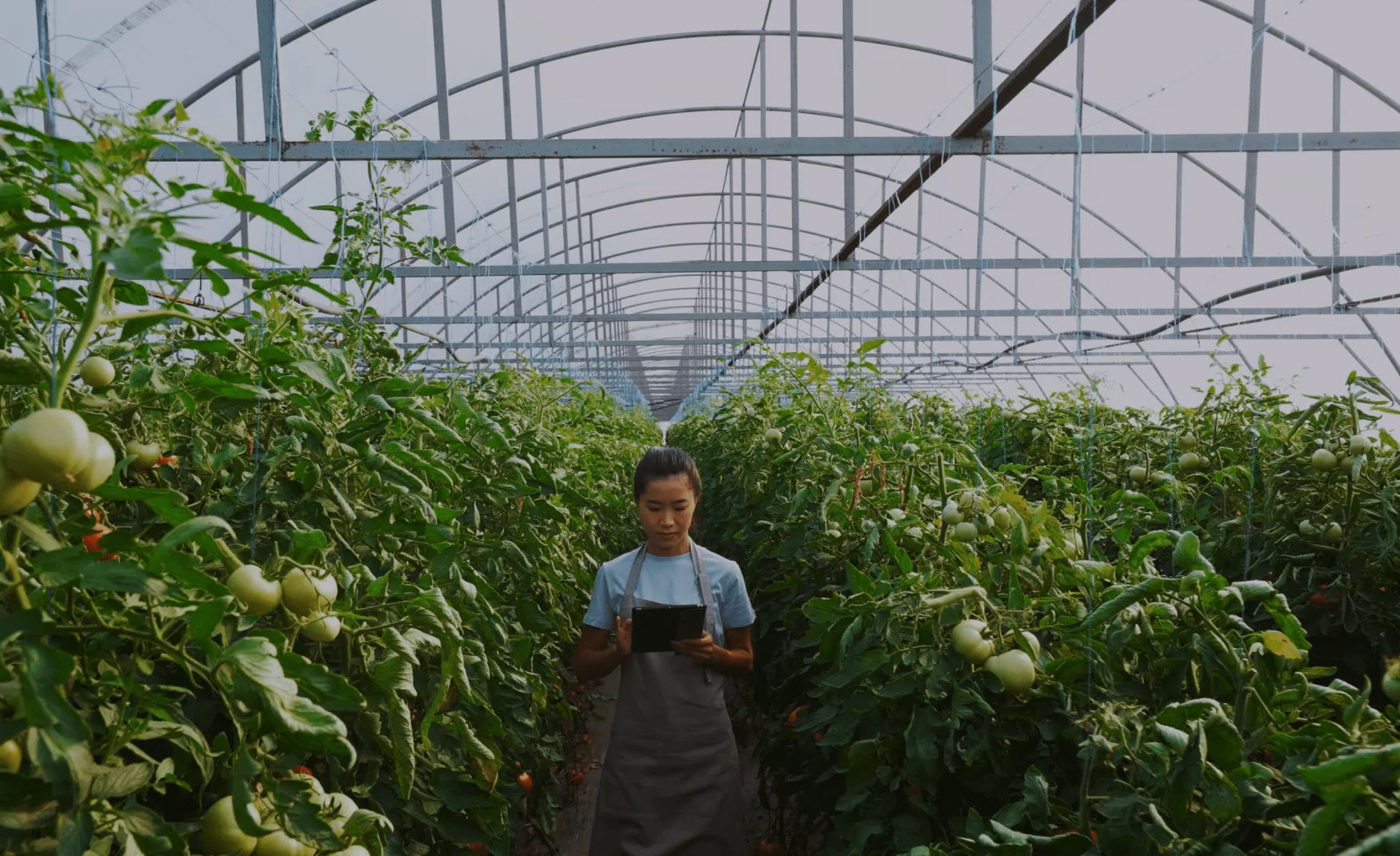 A woman in a greenhouse checks a tablet while standing between rows of healthy tomato plants.